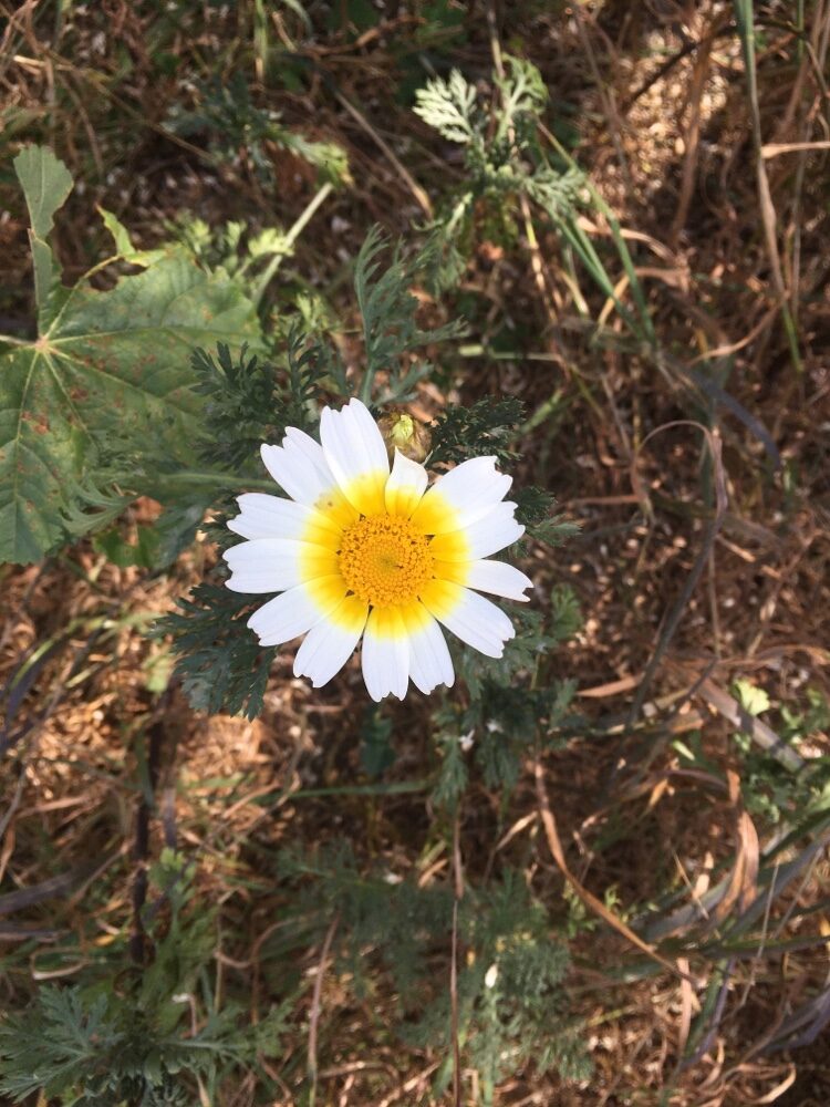 Chrysanthemum coronarium (Chop-Suey Greens) — photo