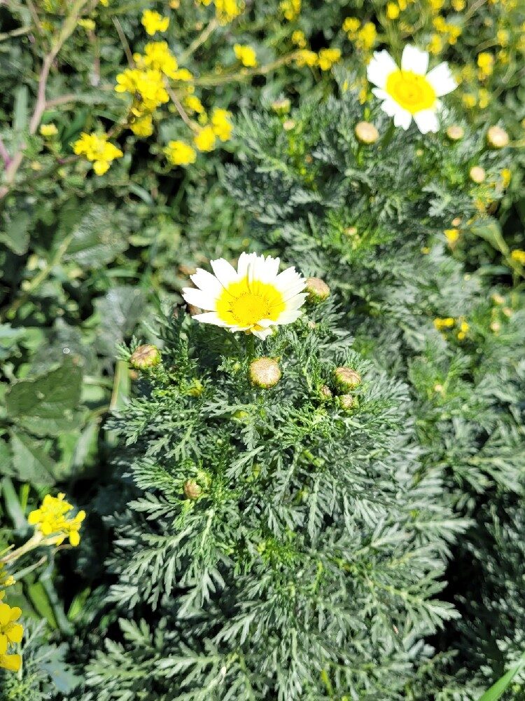 Chrysanthemum coronarium (Chop-Suey Greens) — photo