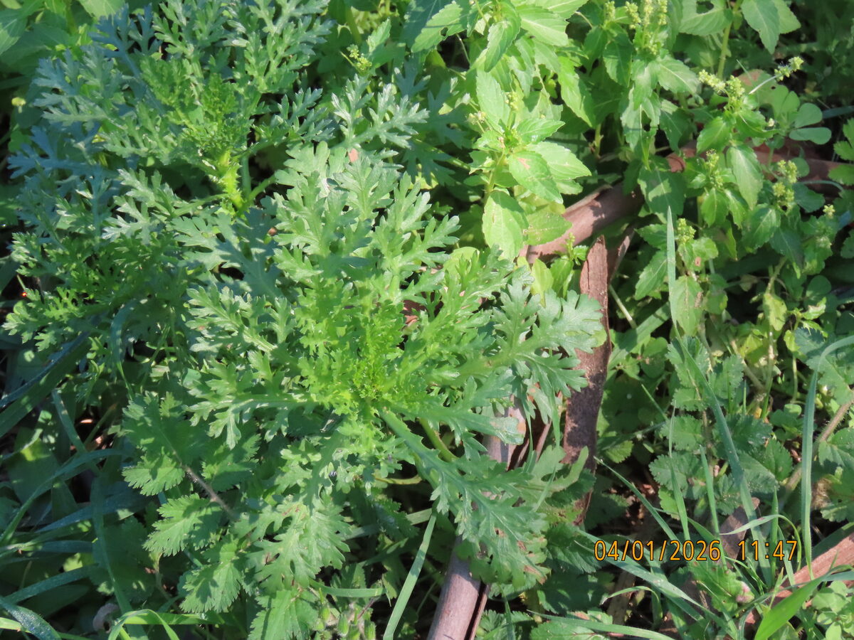 Chrysanthemum coronarium spatiosum (Chop-Suey Greens) — photo