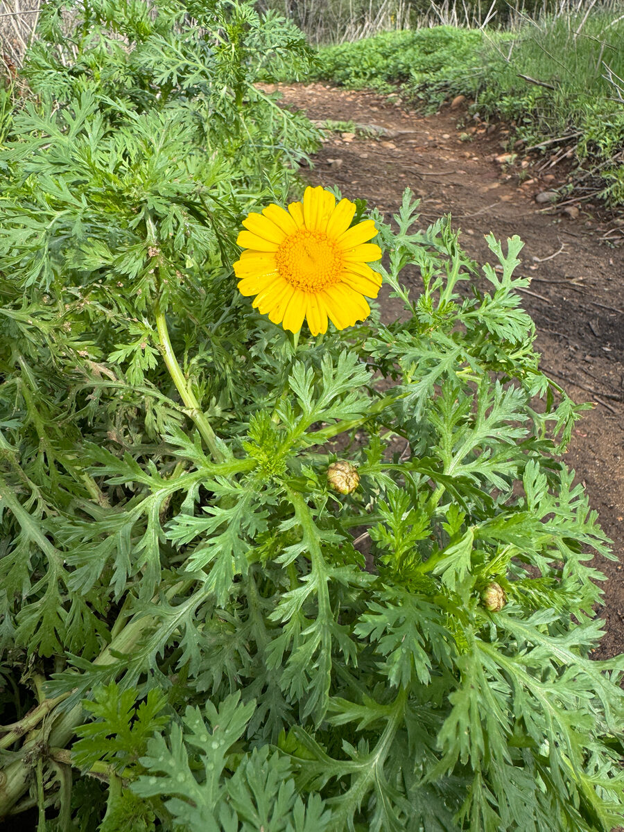 Chrysanthemum coronarium spatiosum