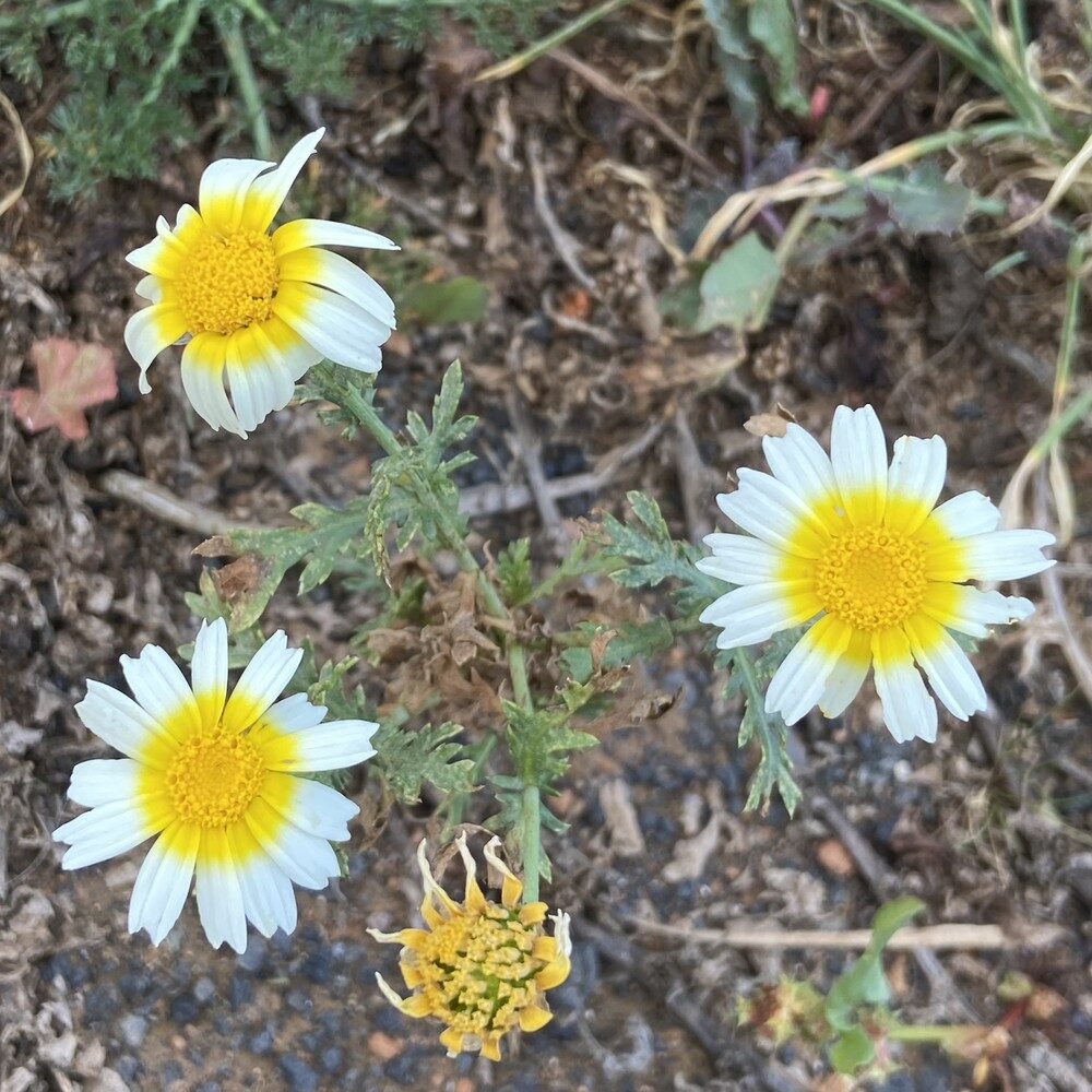 Chrysanthemum coronarium