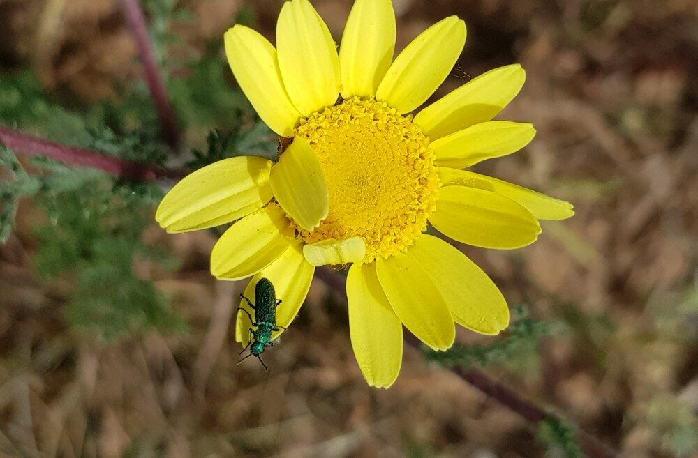 Chrysanthemum segetum (Corn Marigold) — photo