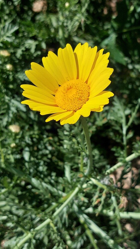 Chrysanthemum segetum (Corn Marigold) — photo