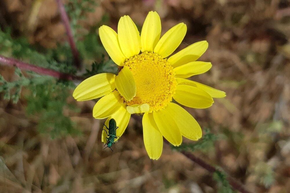 Chrysanthemum segetum