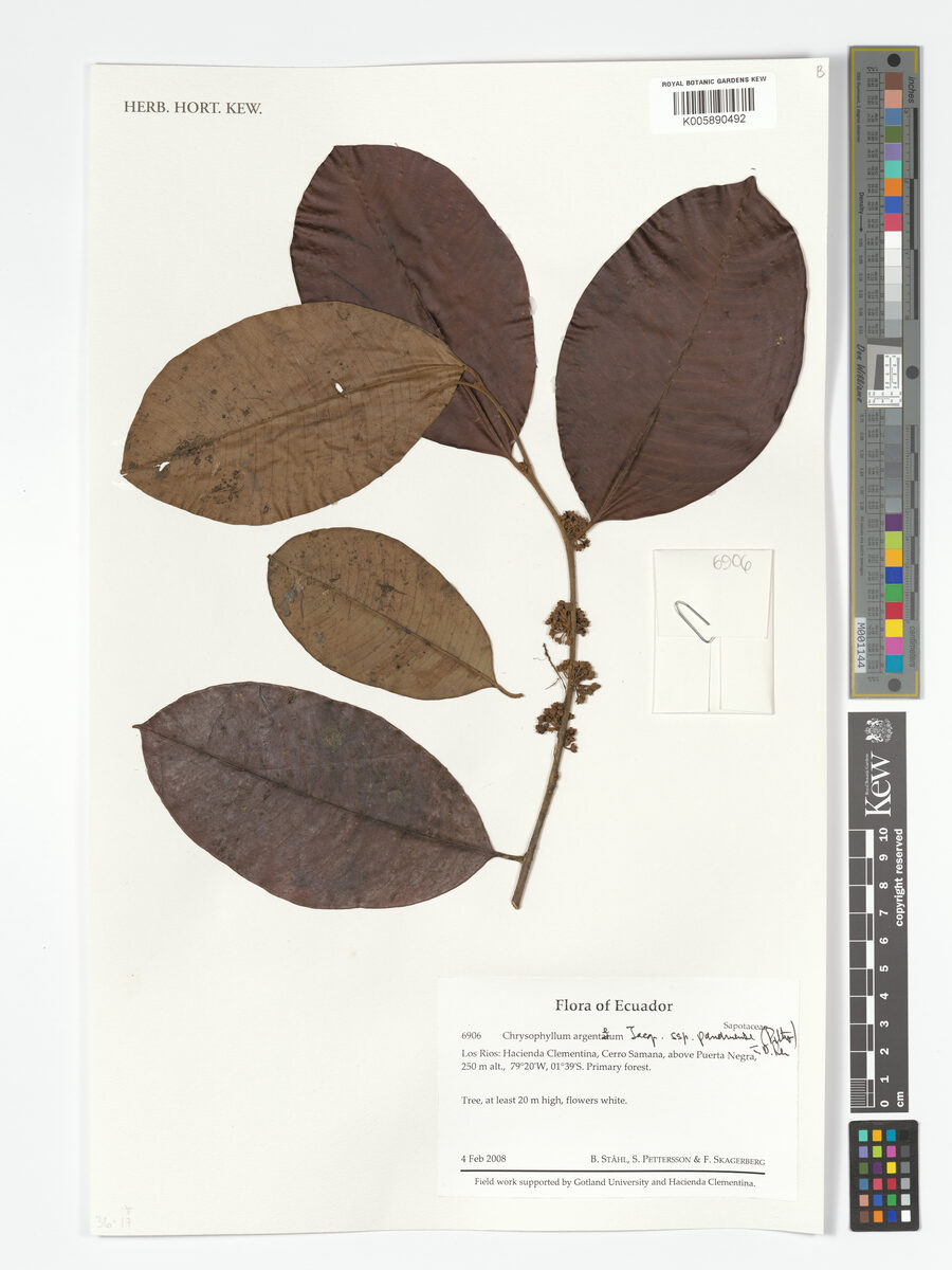 Chrysophyllum argenteum subsp. panamense (Panama wild star apple) — photo