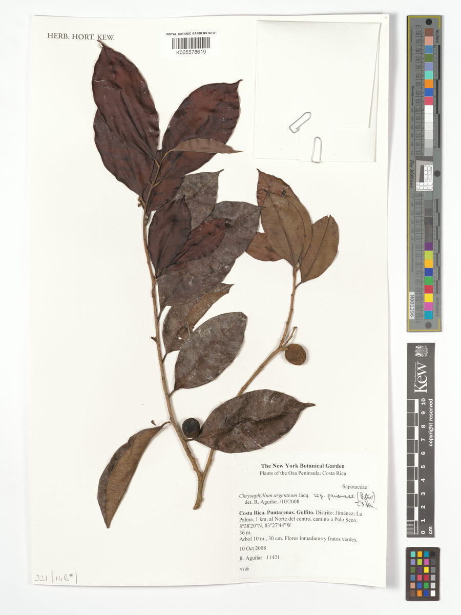 Chrysophyllum argenteum subsp. panamense (Panama wild star apple) — photo