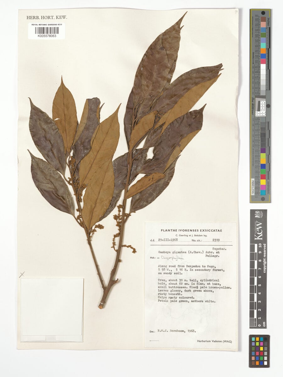 Chrysophyllum giganteum — photo