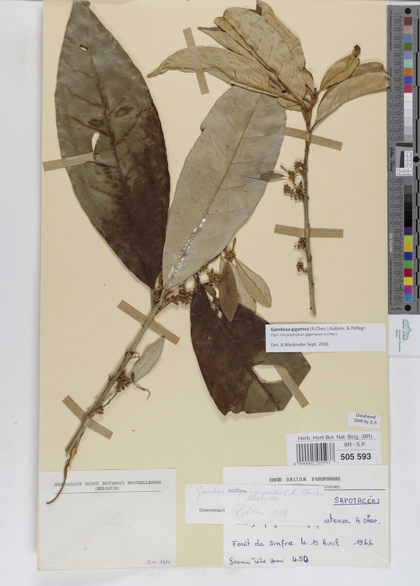 Chrysophyllum giganteum — photo