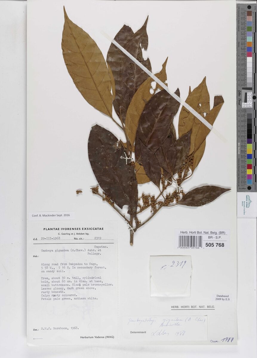 Chrysophyllum giganteum