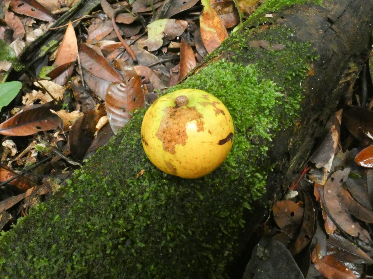 Chrysophyllum lucentifolium subsp. pachycarpum (Thick fruit shining starapple) — photo