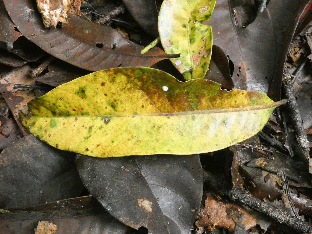 Chrysophyllum lucentifolium subsp. pachycarpum