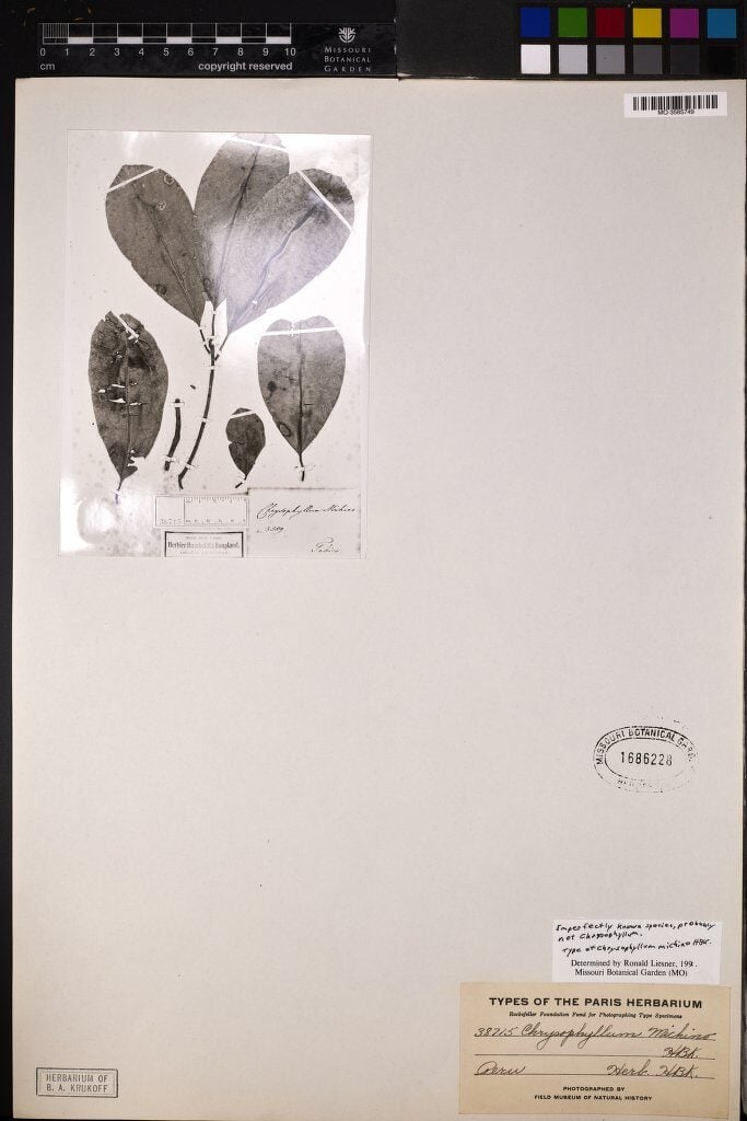 Chrysophyllum michino