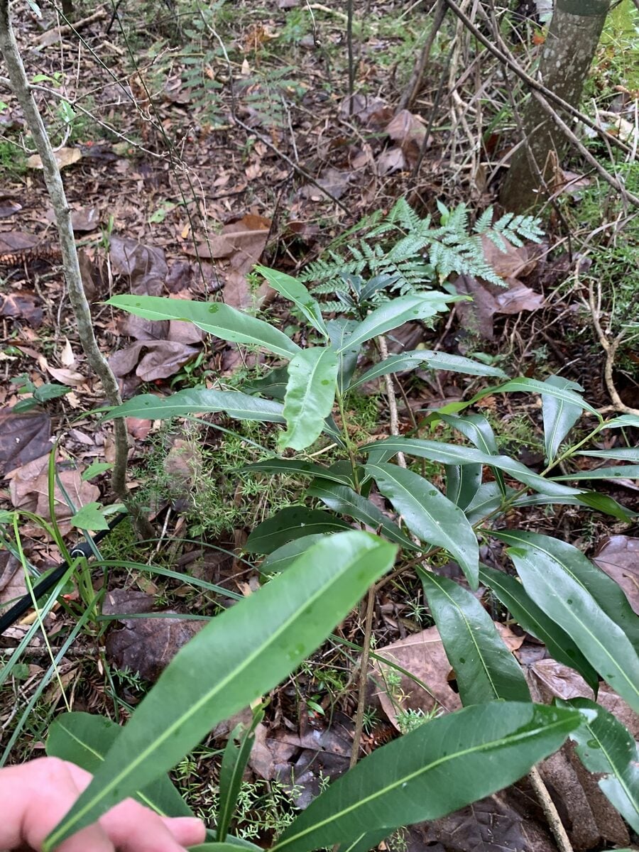 Chrysophyllum obovatum