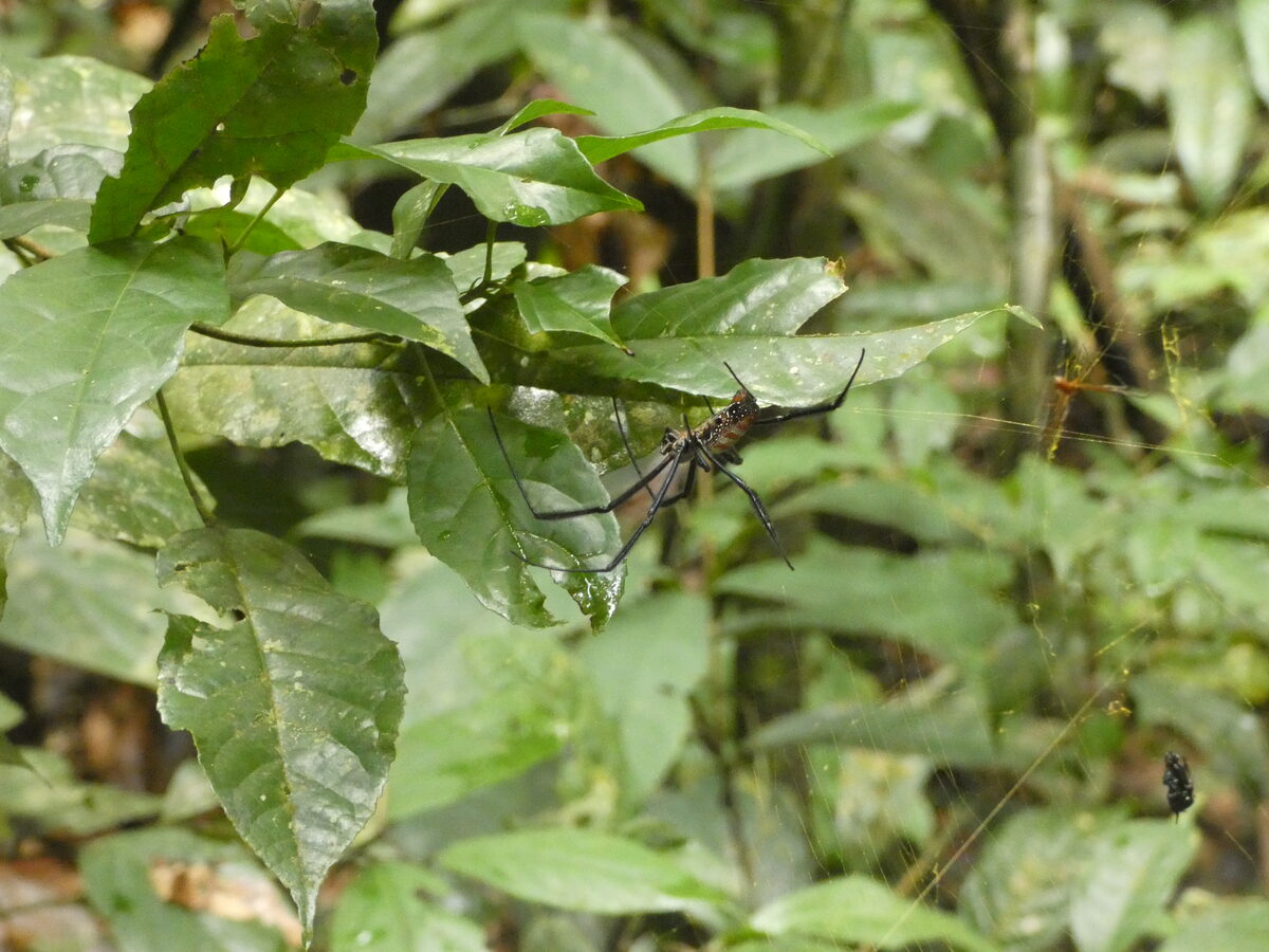 Chrysophyllum perpulchrum (Monkey Star apple) — photo
