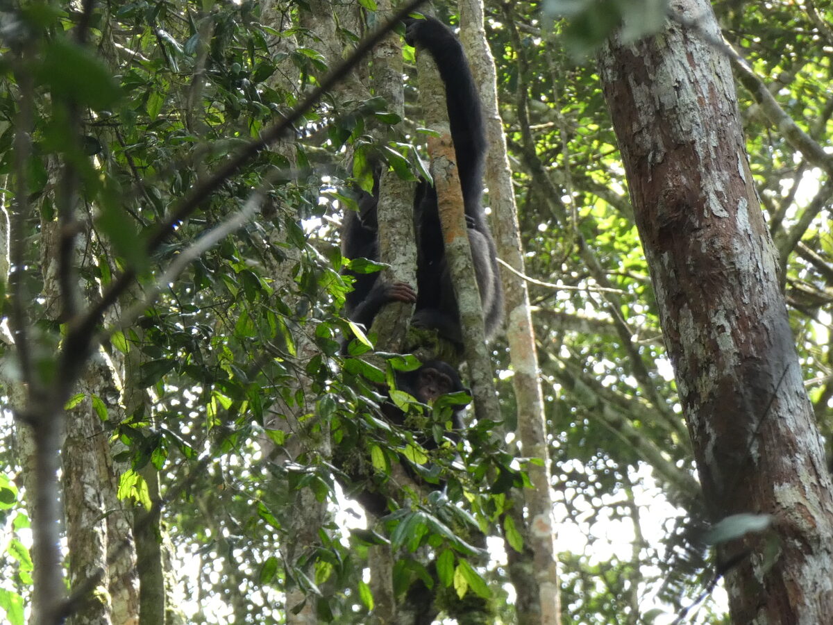 Chrysophyllum perpulchrum (Monkey Star apple) — photo