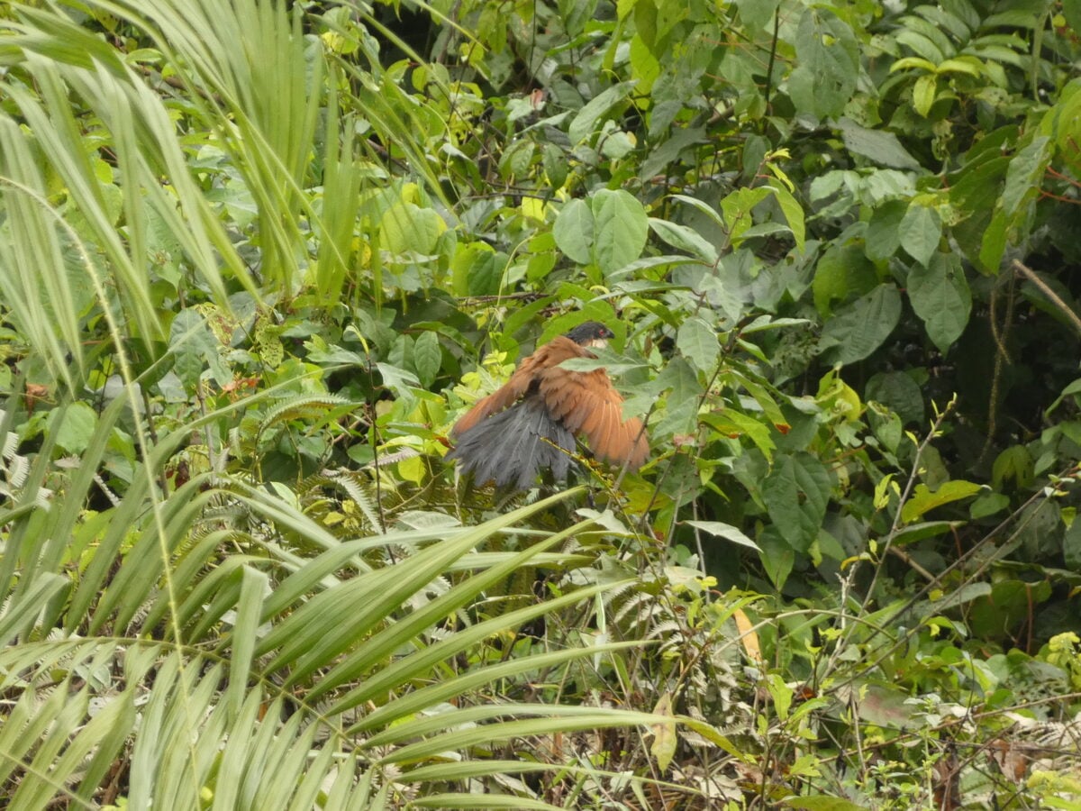 Chrysophyllum perpulchrum