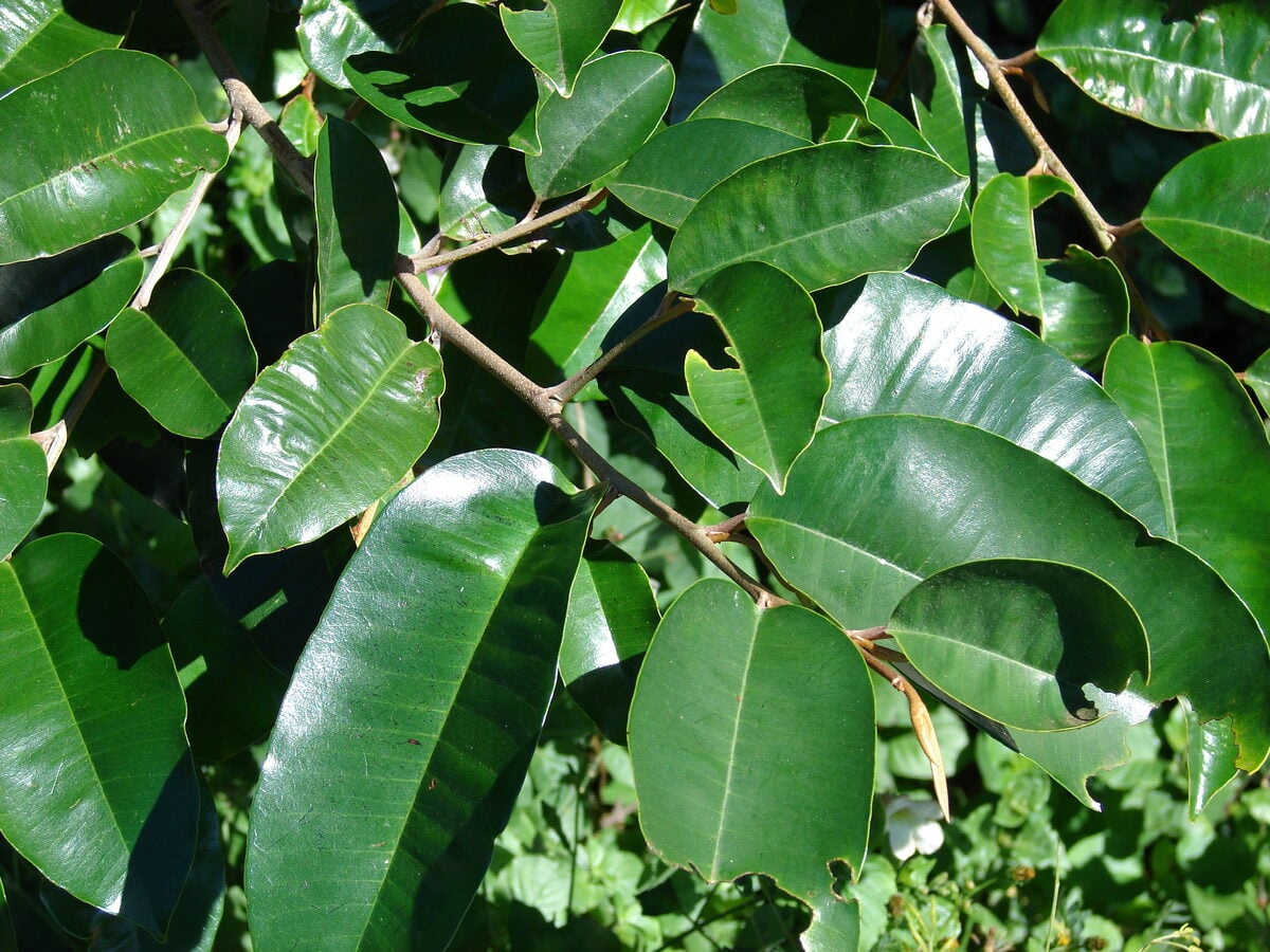 Chrysophyllum pruniforme