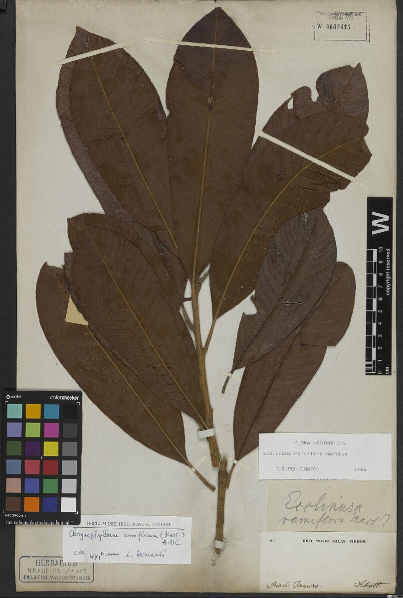 Chrysophyllum ramiflorum — photo