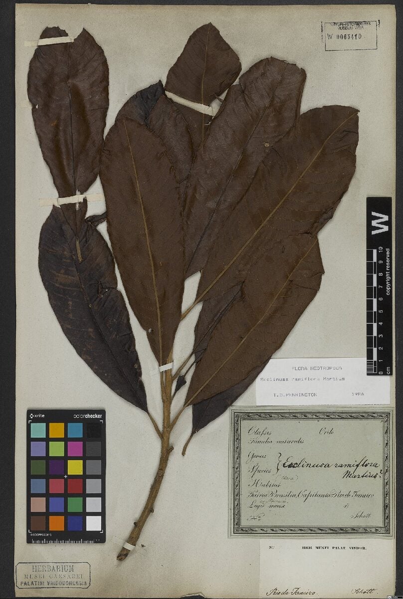 Chrysophyllum ramiflorum