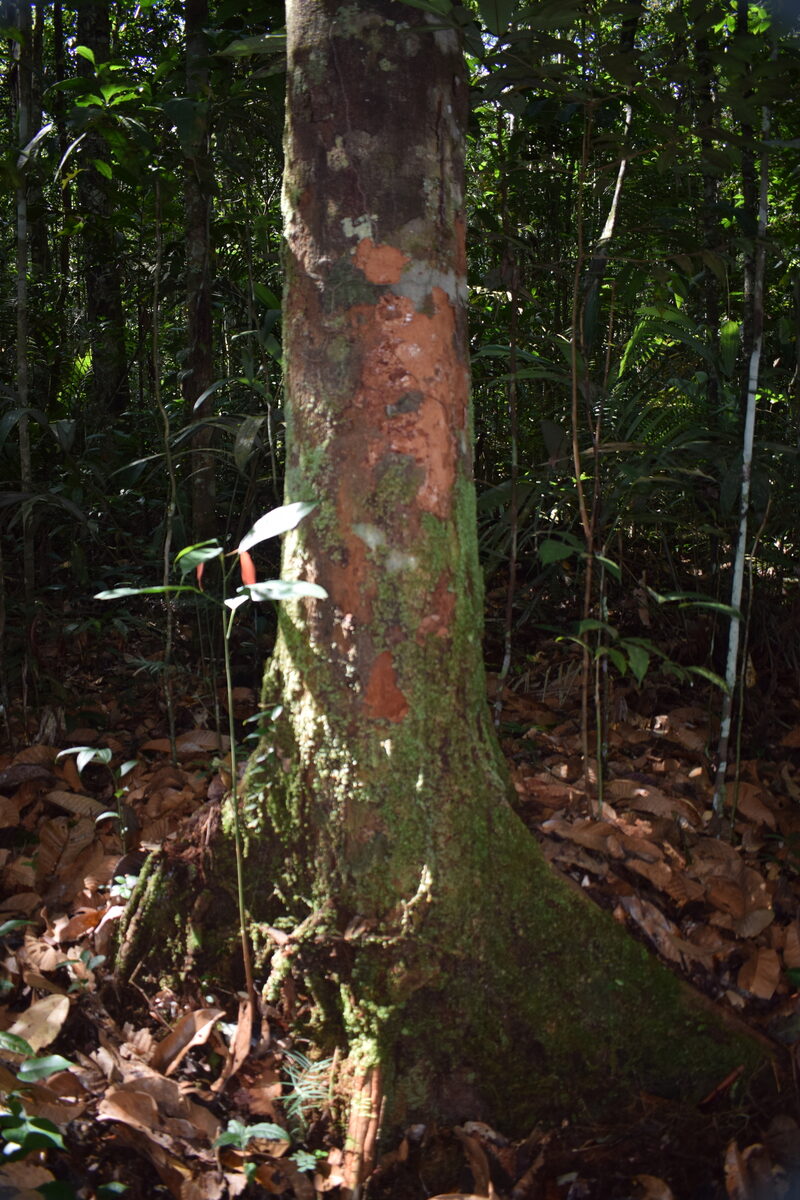Chrysophyllum sanguinolentum subsp. balata — photo