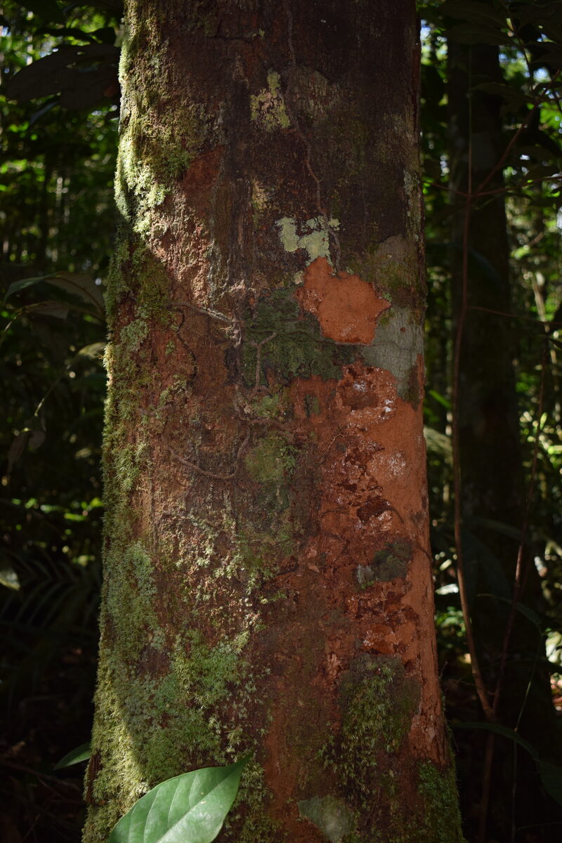 Chrysophyllum sanguinolentum subsp. balata — photo