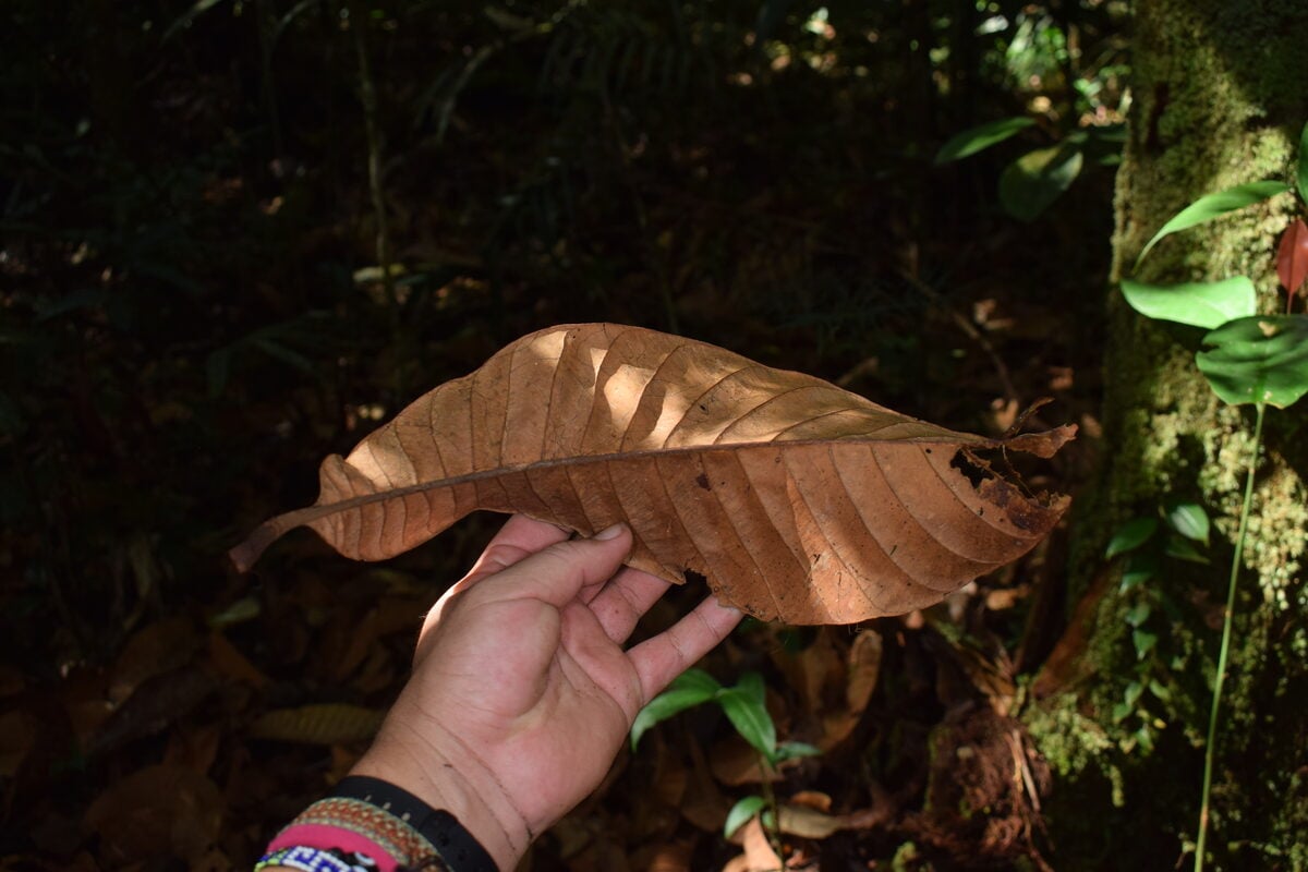 Chrysophyllum sanguinolentum subsp. balata