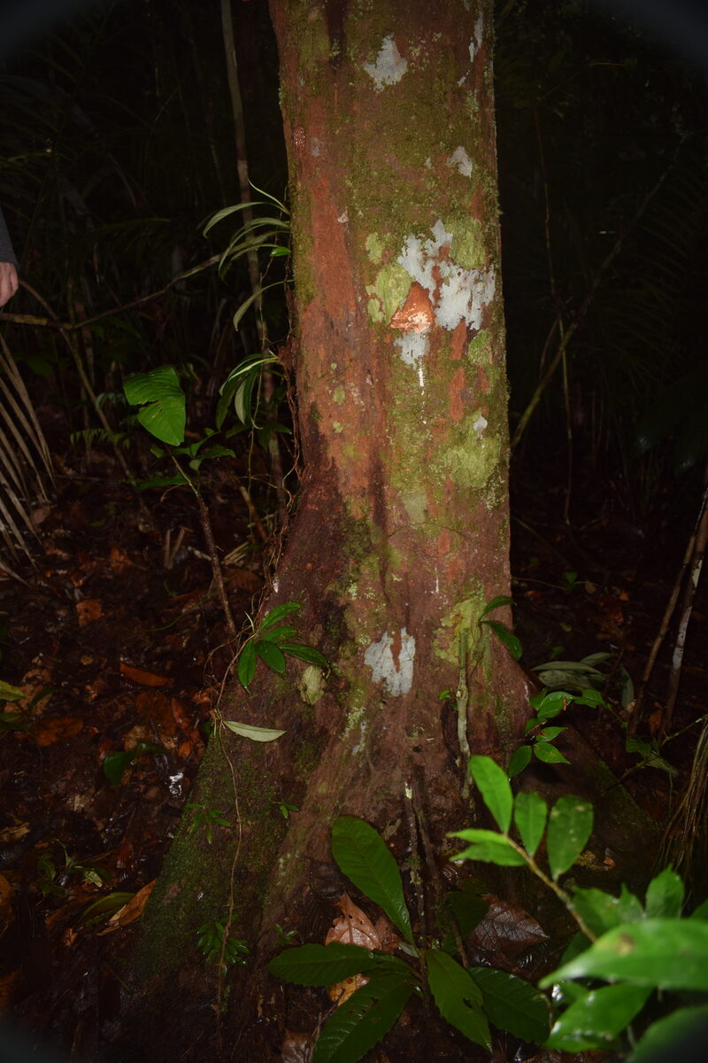 Chrysophyllum sanguinolentum subsp. spurium — photo