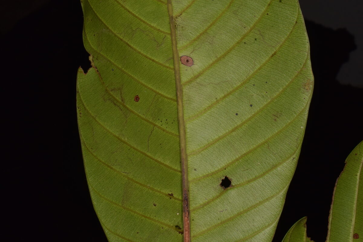 Chrysophyllum sanguinolentum subsp. spurium — photo