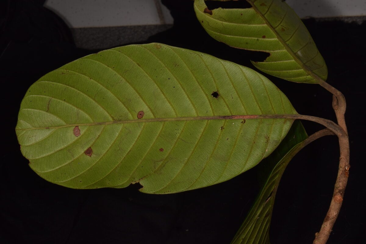 Chrysophyllum sanguinolentum subsp. spurium