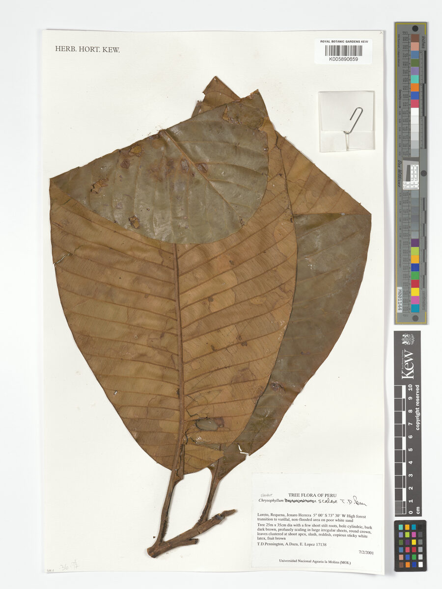 Chrysophyllum scalare (Bladderlike starapple) — photo