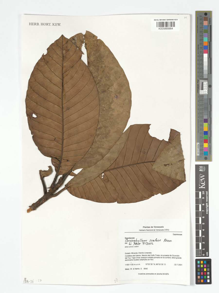 Chrysophyllum scalare (Bladderlike starapple) — photo