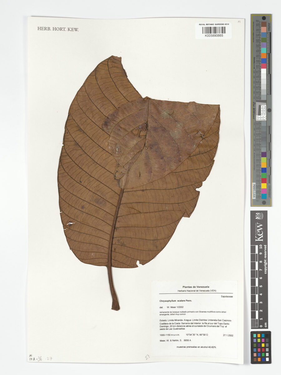Chrysophyllum scalare