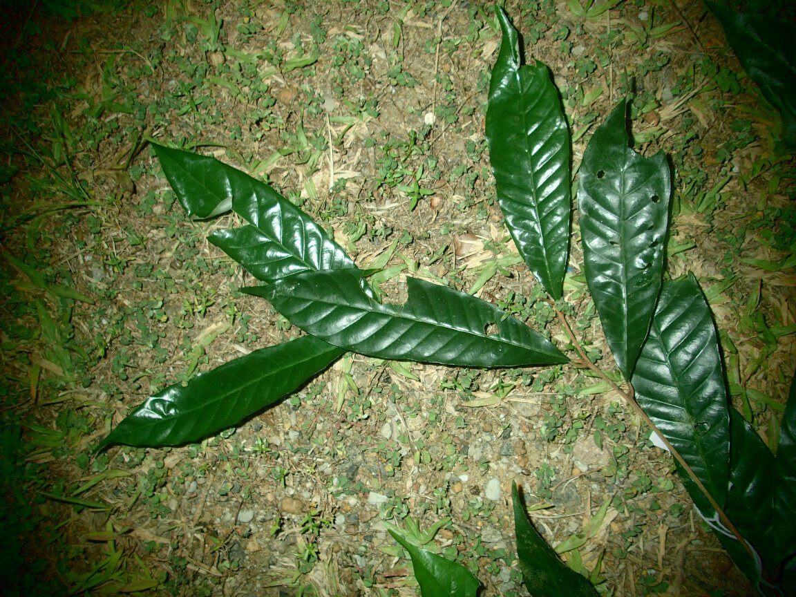 Chrysophyllum subnudum — photo