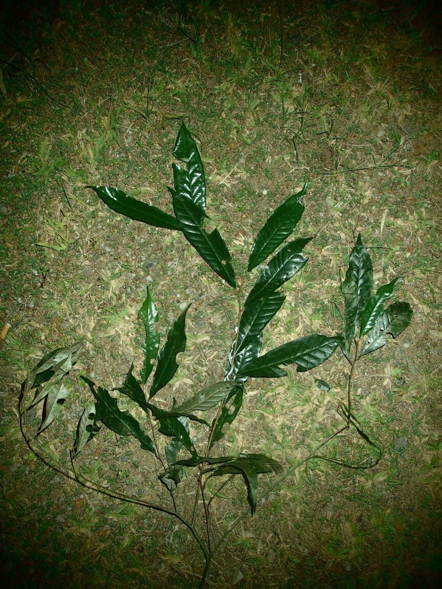 Chrysophyllum subnudum