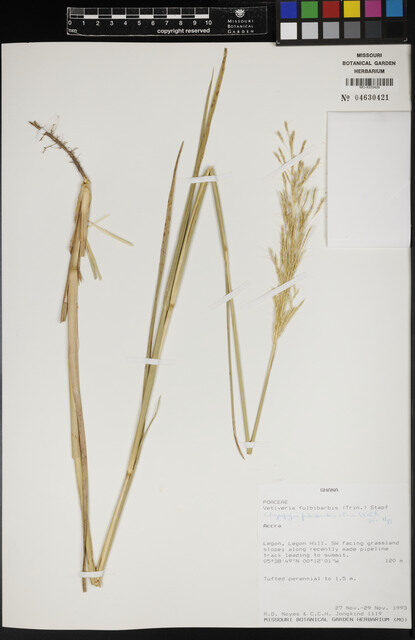 Chrysopogon fulvibarbis