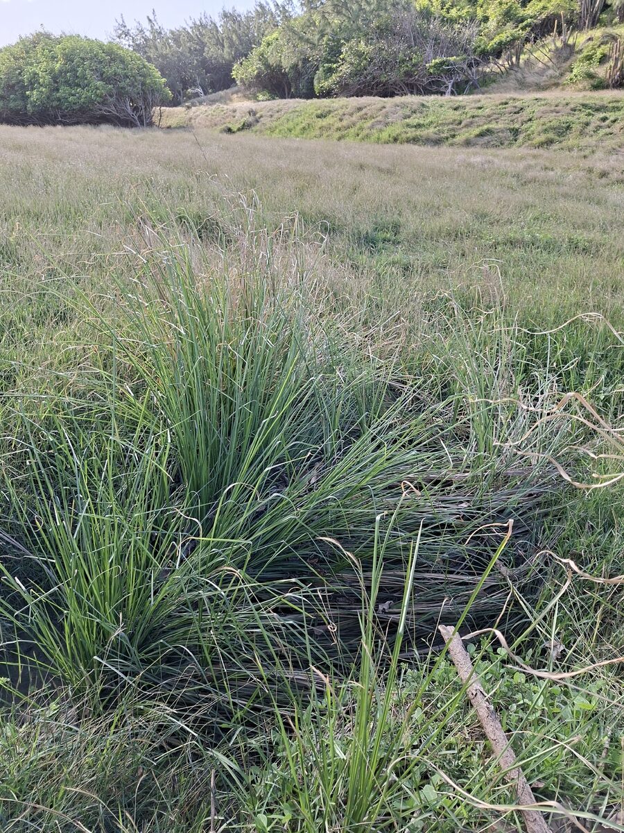 Chrysopogon zizanioides - (L.) Roberty (Vetiver) — photo