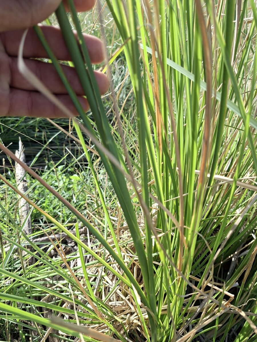 Chrysopogon zizanioides - (L.) Roberty (Vetiver) — photo