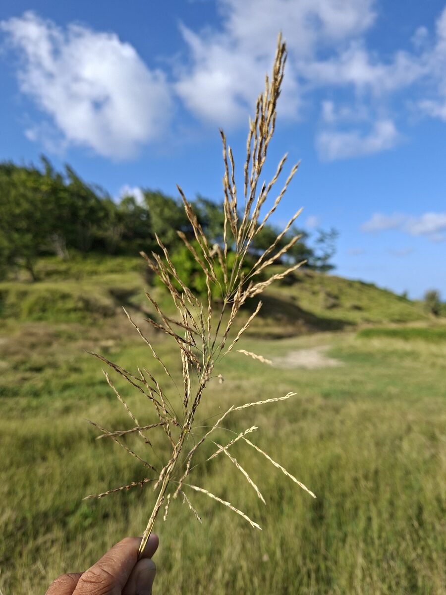 Chrysopogon zizanioides - (L.) Roberty