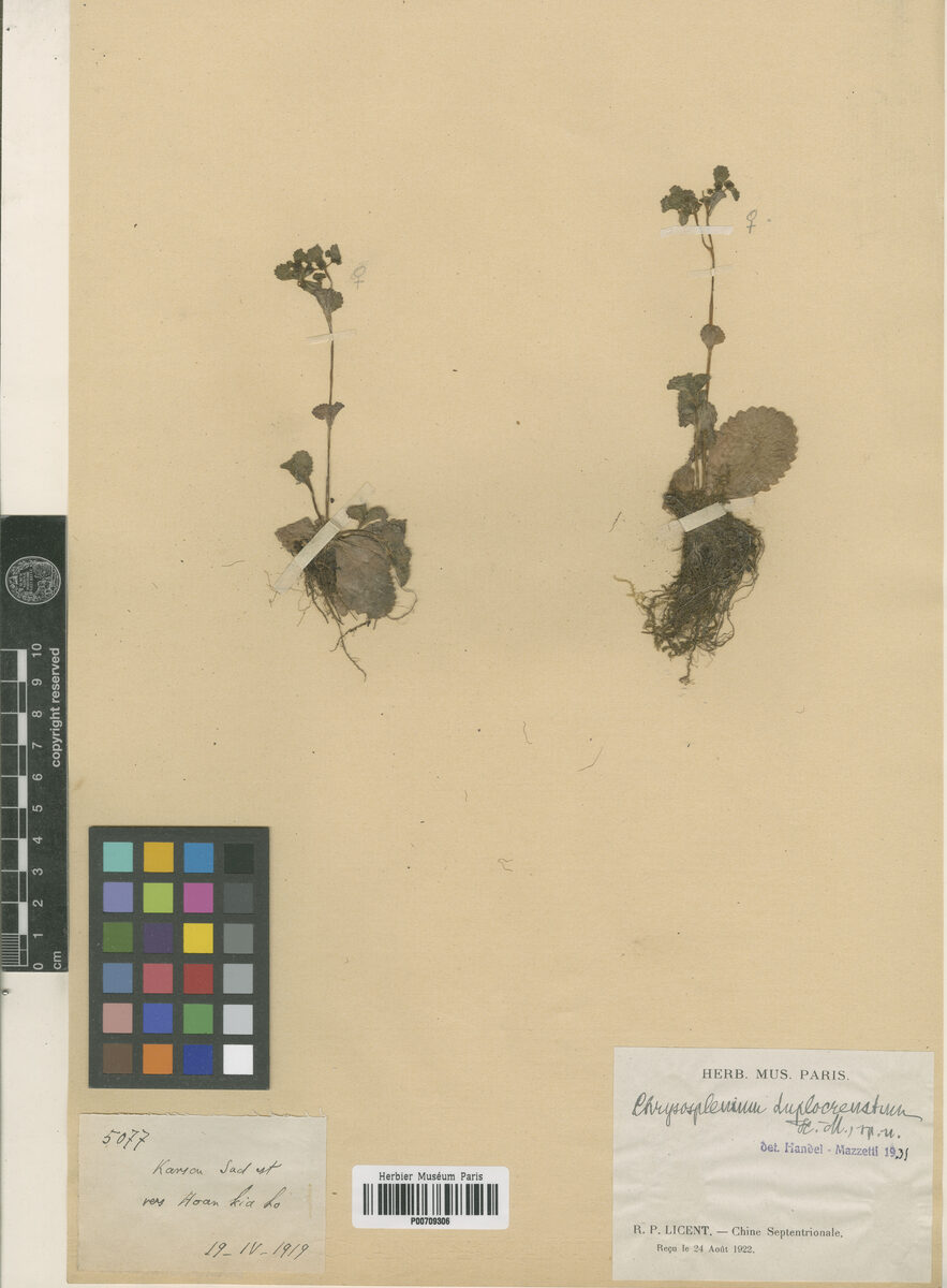 Chrysosplenium biondianum — photo