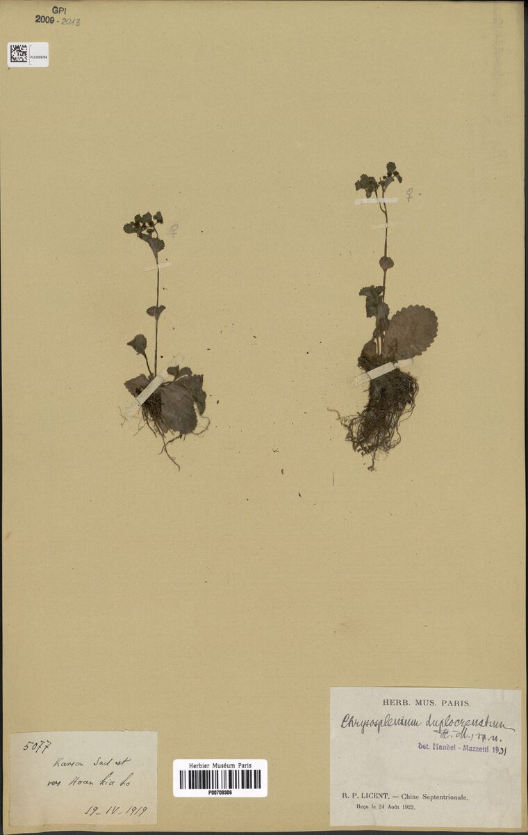 Chrysosplenium biondianum