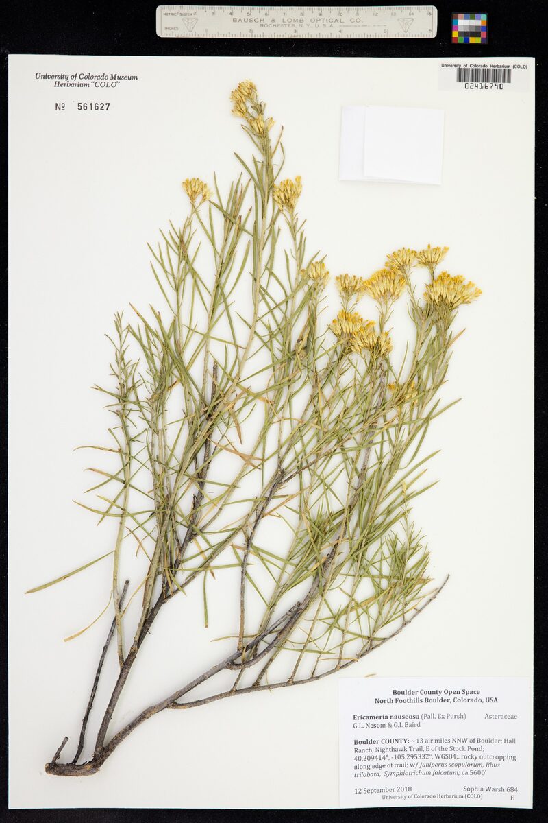 Chrysothamnus nauseosus - (Pall. ex Pursh.)Britton. (Rubber Rabbitbrush) — photo