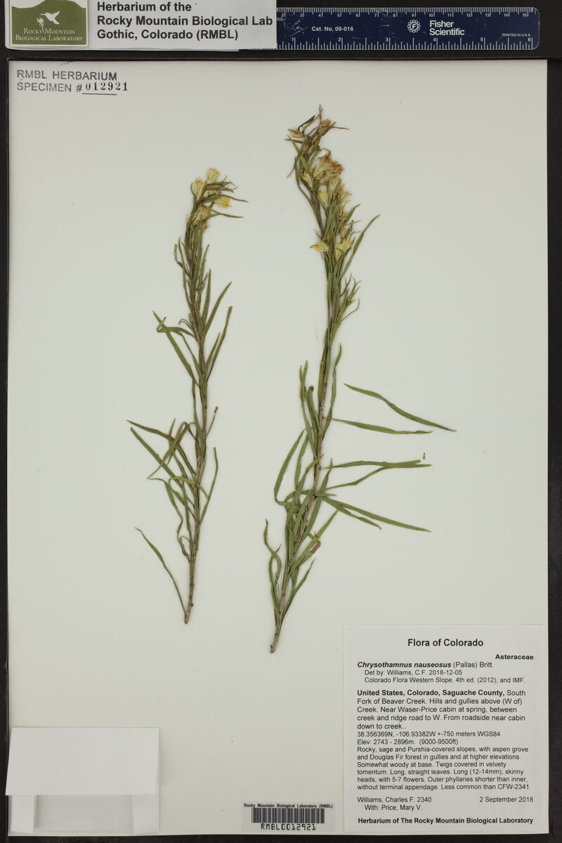 Chrysothamnus nauseosus - (Pall. ex Pursh.)Britton. (Rubber Rabbitbrush) — photo