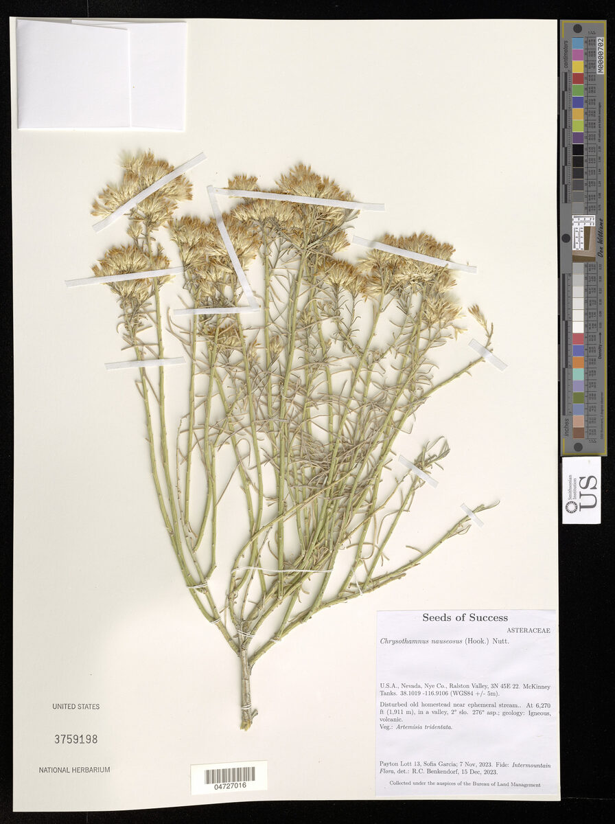 Chrysothamnus nauseosus - (Pall. ex Pursh.)Britton.