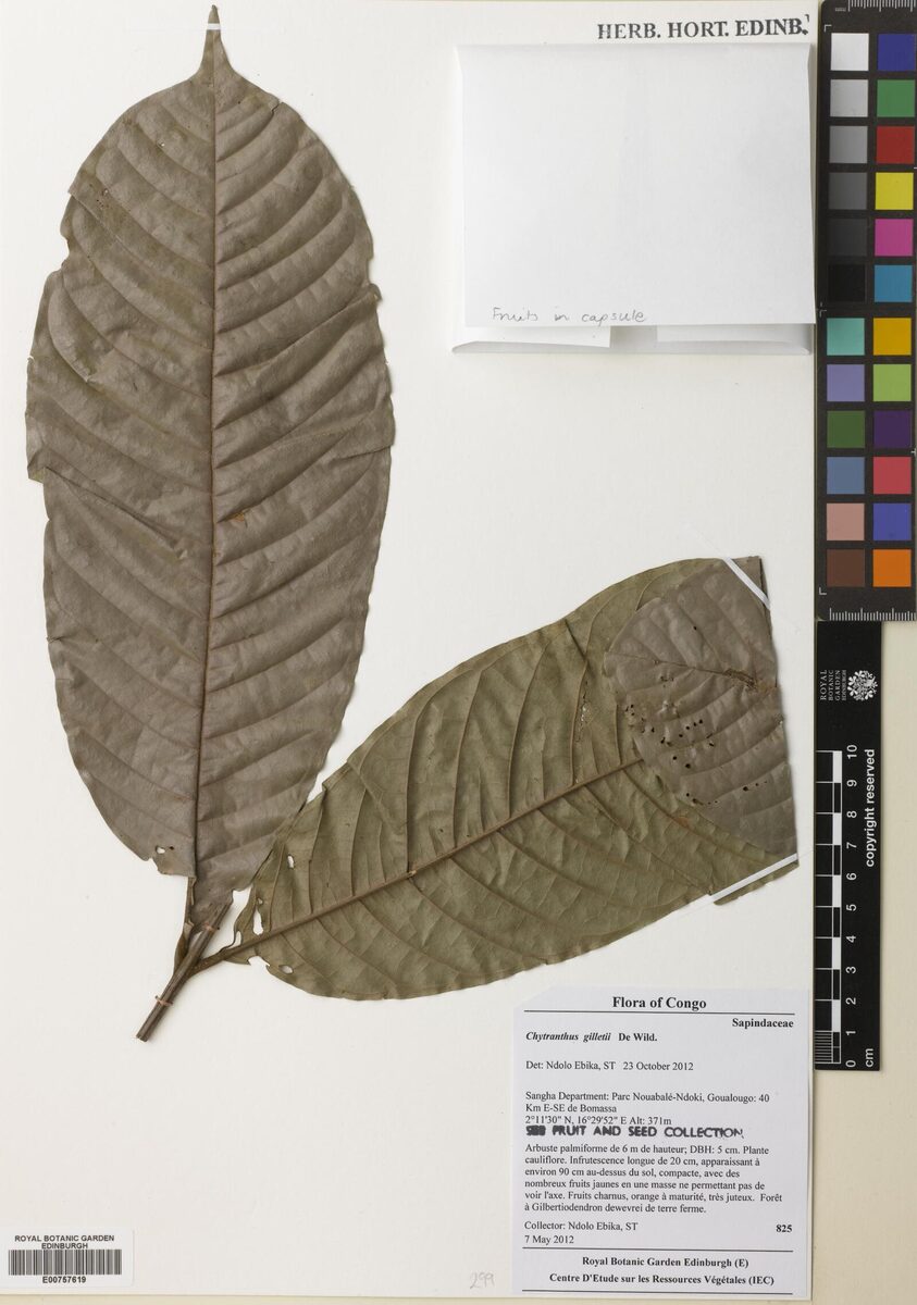 Chytranthus gilletii