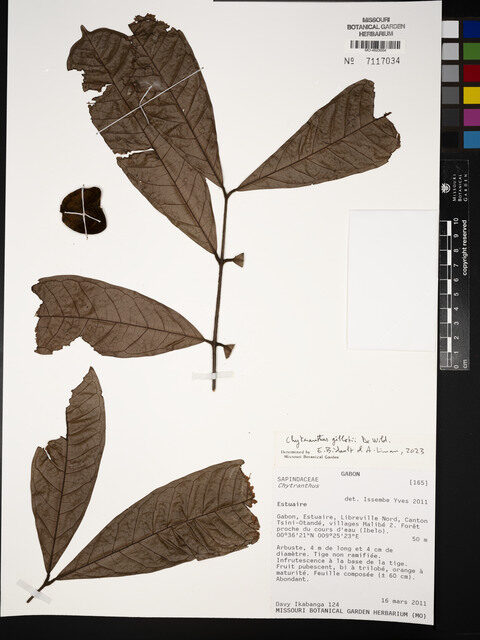 Chytranthus gilletii — photo