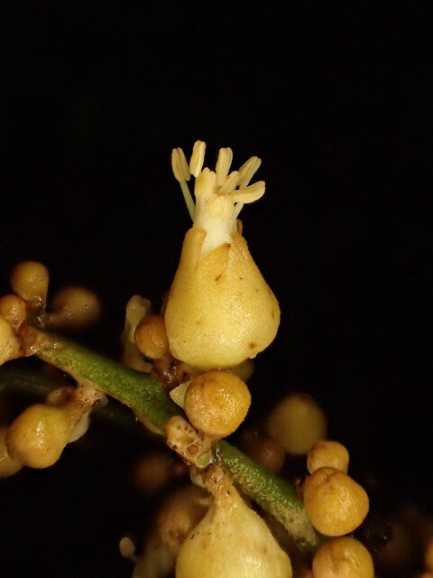 Chytranthus macrobotrys — photo
