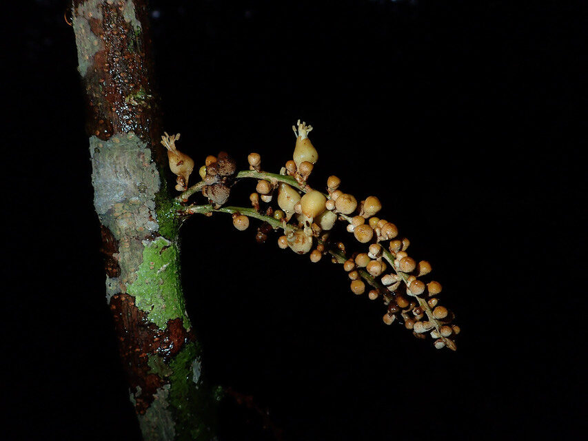 Chytranthus macrobotrys