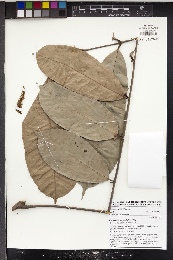 Chytranthus macrophyllus — photo