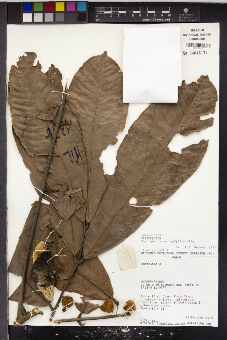 Chytranthus macrophyllus — photo