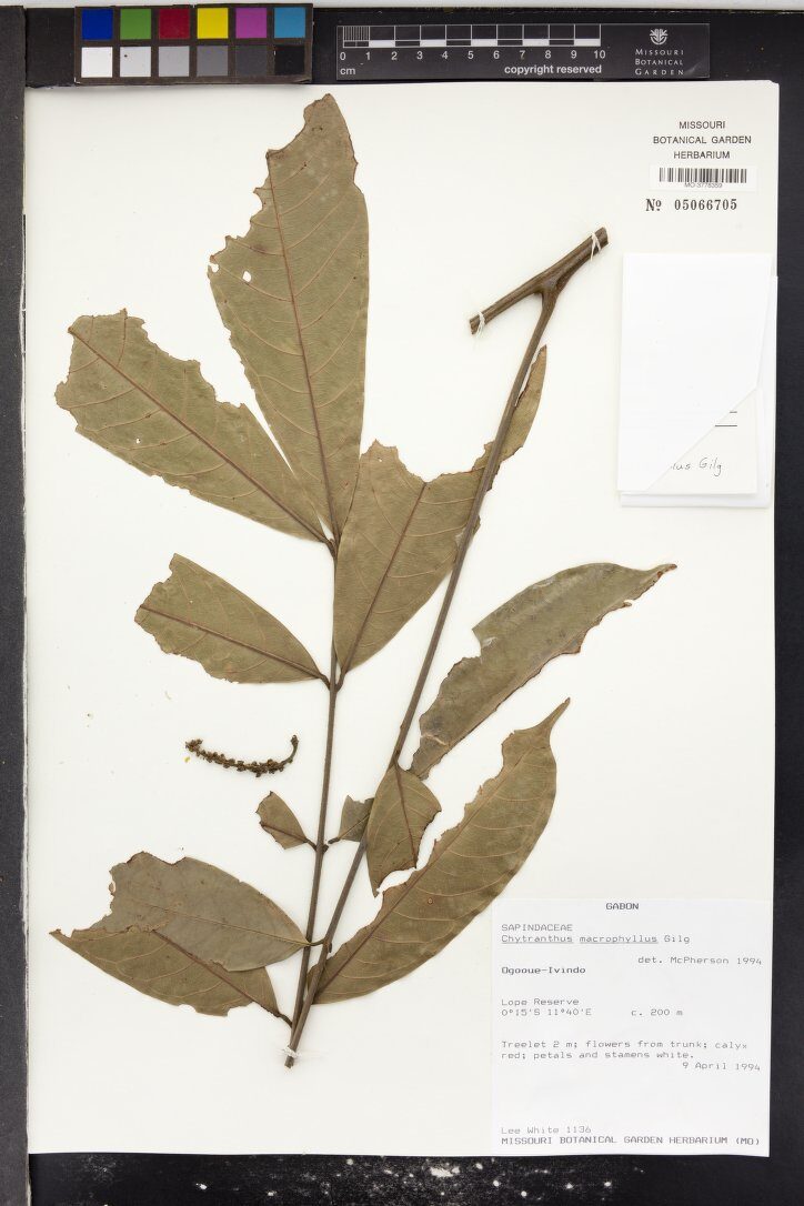 Chytranthus macrophyllus